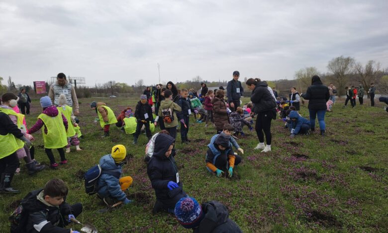 plantare arbori Balotești