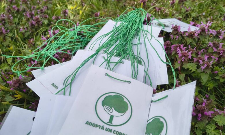 plantare arbori Balotești
